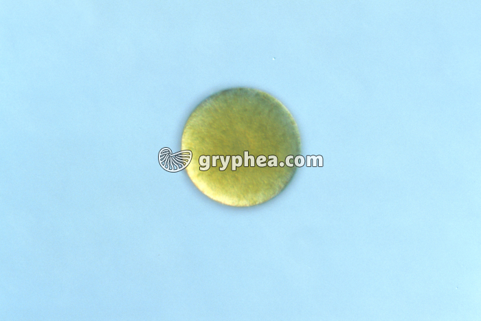 Fucus vésiculeux - oosphère (gamète femelle) x70 - gryphea.org